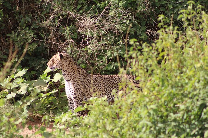 5 Days Best Of Kenya Safari - Day 5: Return to Nairobi and airport transfer
