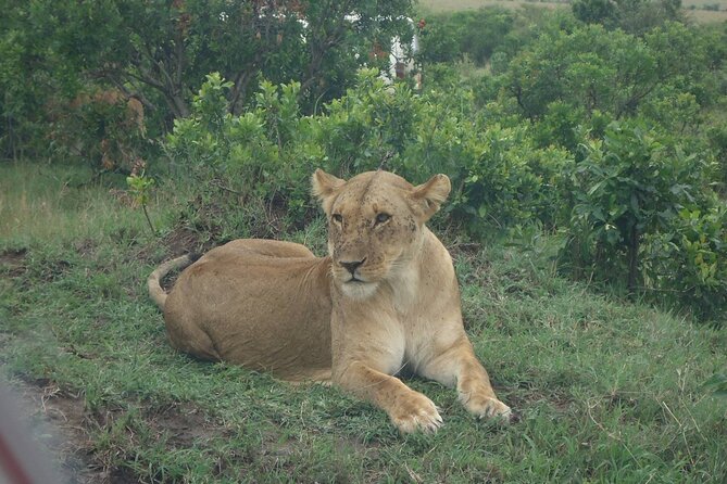 5 Days Budget Safari To Masai Mara, Lake Nakuru and Lake Naivasha - Key points at a glance