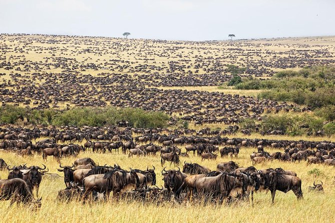 5 Days Hell's Gate, L. Naivasha, L. Nakuru & Masai Mara Luxury Safari - Day one: rhinos and birdlife at Lake Nakuru
