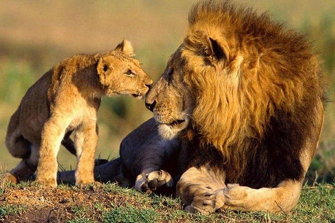 5 Days Hell's Gate, L. Naivasha, L. Nakuru & Masai Mara Luxury Safari - Day four: a full day with the Big Five