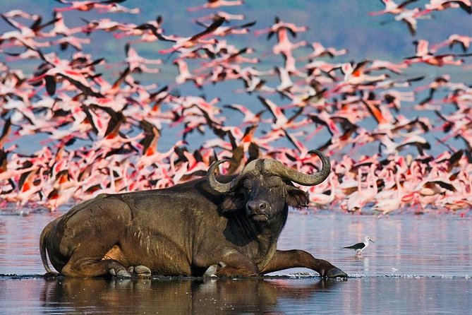 5 Days Hell's Gate, L. Naivasha, L. Nakuru & Masai Mara Luxury Safari - Day five: the long ride back to Nairobi