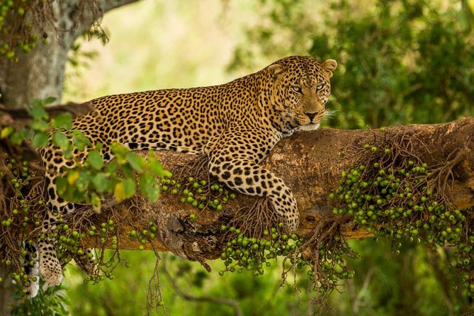5 Days Kenya Masai Mara and Lake Nakuru Private Tour - Why this Kenya safari works as a five-day trip