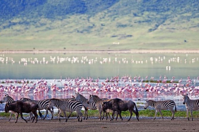 5 Days Kenya Masai Mara and Lake Nakuru Private Tour - Day 4: Leaving the Mara for rhino country at Lake Nakuru