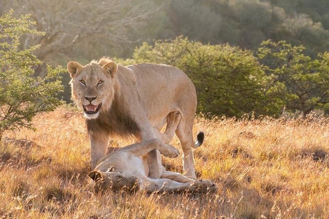 5 Days Kenya Masai Mara and Lake Nakuru Private Tour - Guides, private vehicles, and the real pace of the trip