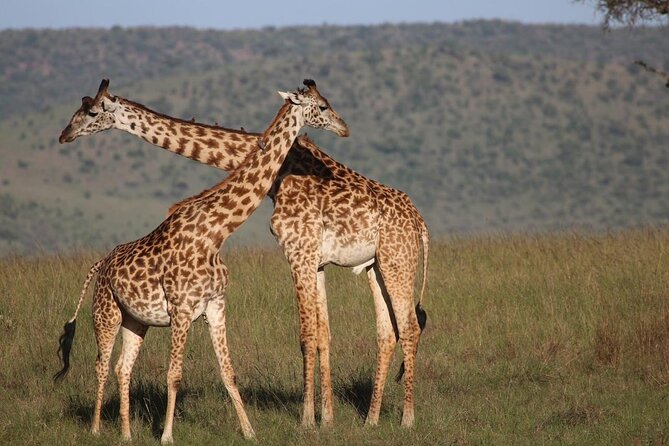 5 Days Lake Naivasha, Lake Nakuru, & Masai Mara - The guide can make or break the safari