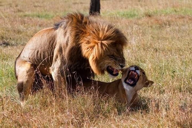 5 Days Lake Nakuru-Lake Naivasha & Maasai Mara Safari - Day 5: Maasai culture and the return to Nairobi