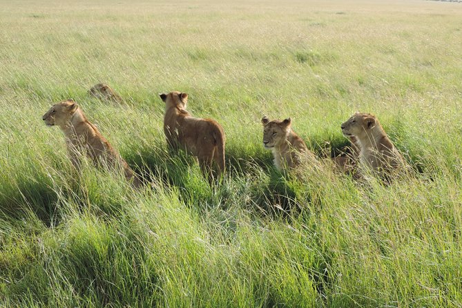 5 Days Lake Nakuru-Lake Naivasha & Maasai Mara Safari - Is $1,691.18 good value?
