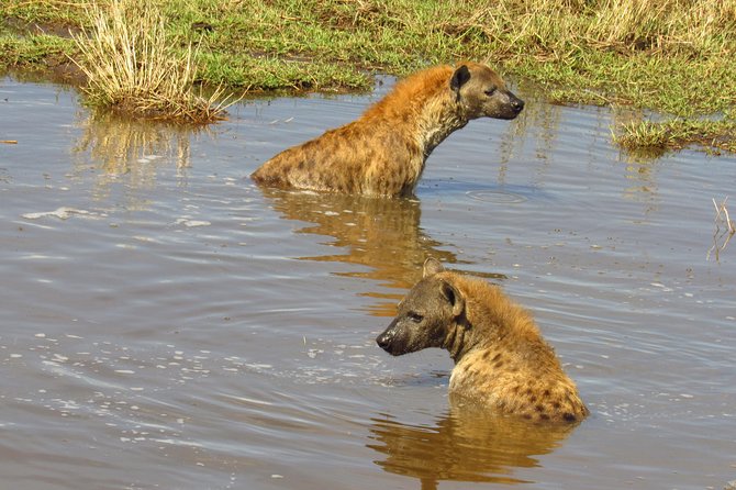 5 Days Lake Nakuru-Lake Naivasha & Maasai Mara Safari - Day 2: Cycling, gorges, and Crescent Island