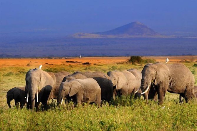 5 Days Maasai mara, Lake Nakuru, samburu private lodge safari - Day 1: Nairobi to Maasai Mara