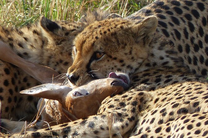 5 Days Magical Kenya Safari Private Tour - Day 1: Ol Pejeta and an evening near the equator