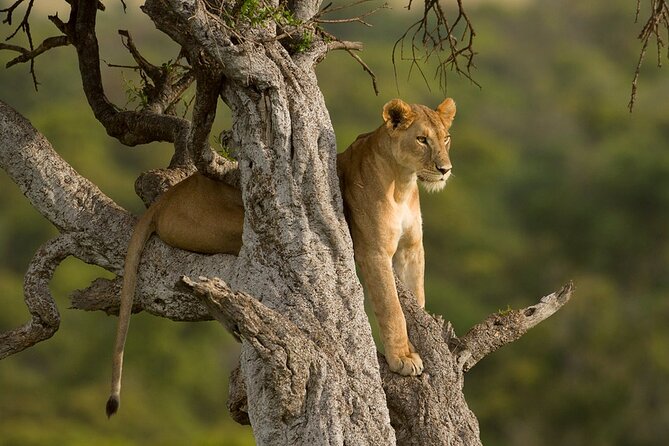 5 Days Magical Kenya Safari Private Tour - Day 3: The road to Maasai Mara