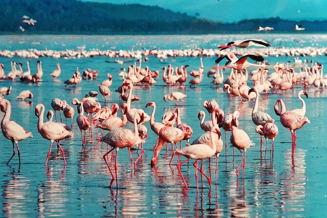 5 Days Masai Mara, Lake Nakuru & Naivasha Budget Joining Safari - Day 4: Rhinos, flamingos, and Lake Naivasha