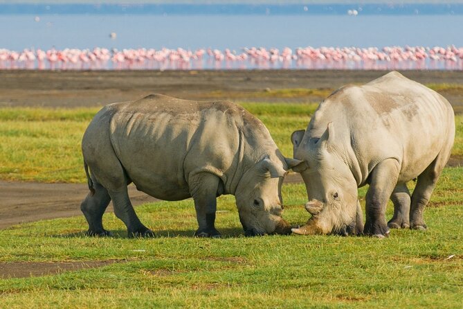 5 Days Masai Mara, Lake Nakuru & Naivasha Budget Joining Safari - Day 2: A full day among the Mara wildlife