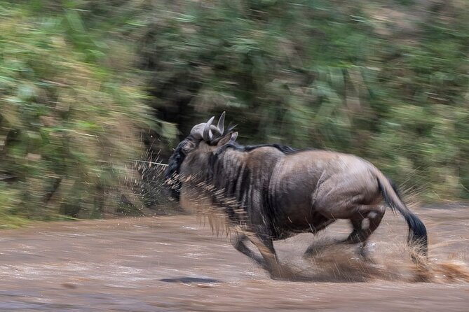 5 days Masai Mara Wildebeest migration safari - Why this five-day safari works