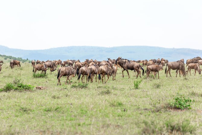 5 days Masai Mara Wildebeest migration safari - The guide can shape the whole experience