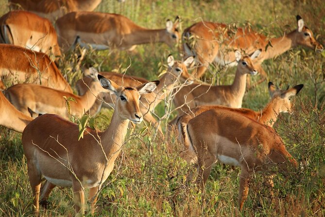 5 Days of Kenyan Magic: A Whirlwind Safari Adventure - Day three, leaving the Mara for Lake Nakuru