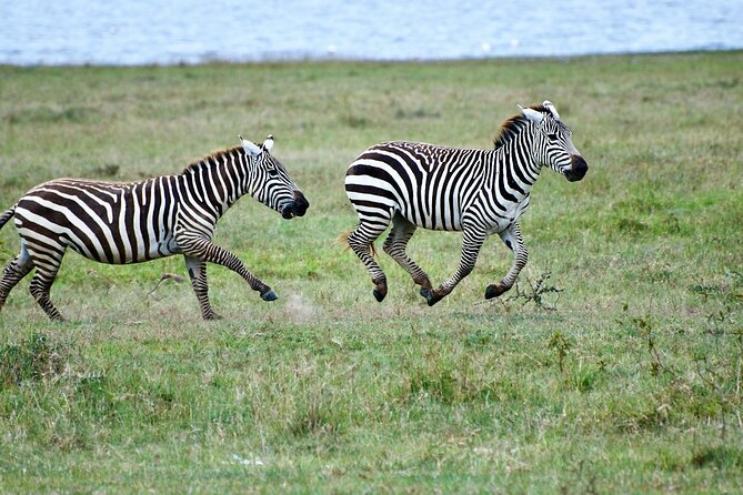 5 Days of Kenyan Magic: A Whirlwind Safari Adventure - Day four, trading the vehicle for Lake Naivasha