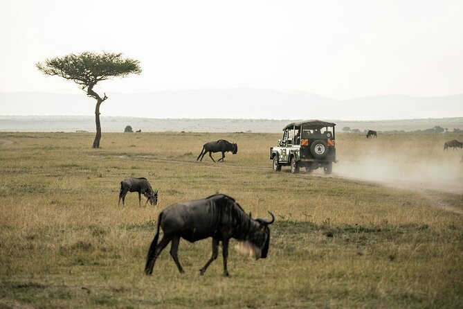 5 Days of Kenyan Magic: A Whirlwind Safari Adventure - Day five, Naivasha and the return to Nairobi