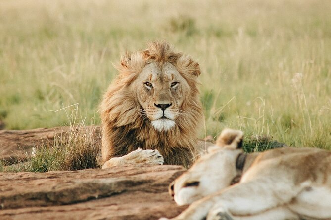 5 Days of Kenyan Magic: A Whirlwind Safari Adventure - Day two, the main Maasai Mara wildlife day