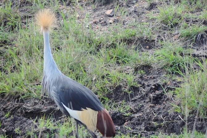 5 Days Ol Pejeta-Lake Nakuru-Masai Mara Mid-Comfort Safari - Day 5: Maasai culture, Nairobi lunch, and the return journey