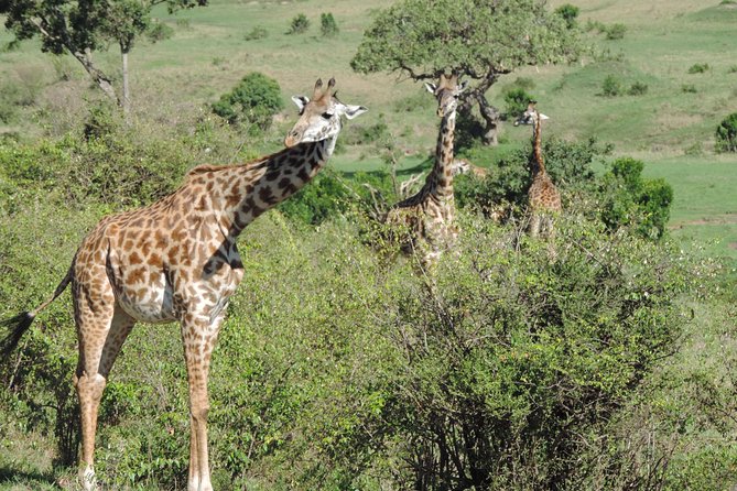5 Days Ol Pejeta-Lake Nakuru-Masai Mara Mid-Comfort Safari - What the $2,027.03 price represents