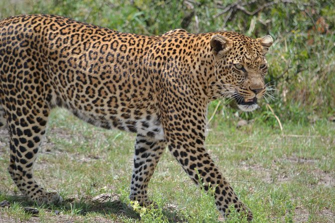 5 Days Ol Pejeta-Lake Nakuru-Masai Mara Mid-Comfort Safari - Day 2: Flamingos and rhinos at Lake Nakuru