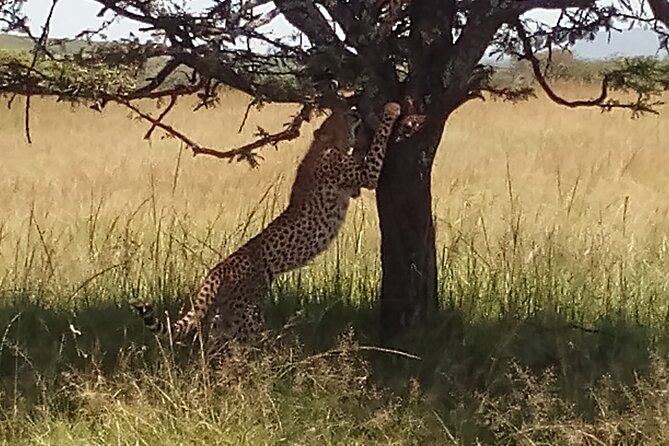 5 Days Safari to Aberdare N/P, Nakuru N/P and Maasai Mara N/R. - Three parks, three very different safari moods