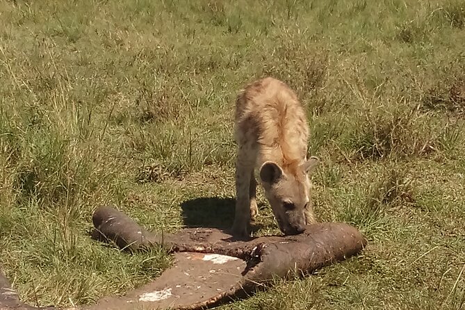 5 Days Safari to Amboseli N/P, Lake Naivasha, Maasai Mara N/R. - Day 4: The longest game drive in the Mara