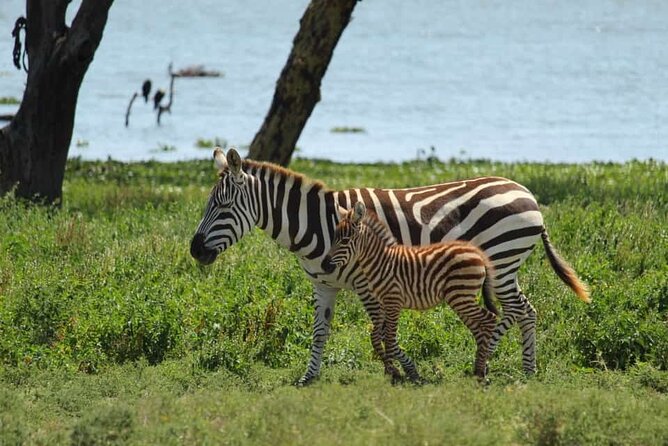 5 Days Safari to Amboseli N/P, Lake Naivasha, Maasai Mara N/R. - Day 5: Sunrise wildlife and the return to Nairobi