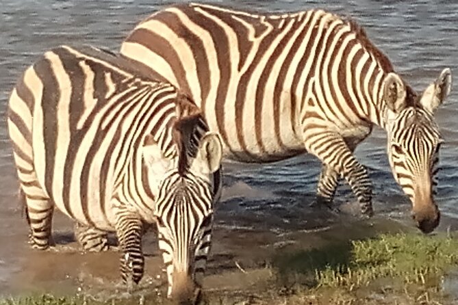5 Days Safari to Amboseli N/P, Lake Naivasha, Maasai Mara N/R. - Accommodation, meals, and transport