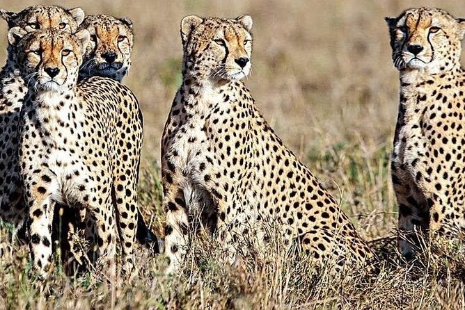 5 Days Safari to Amboseli N/P, Lake Naivasha, Maasai Mara N/R. - Who will get the most from this safari
