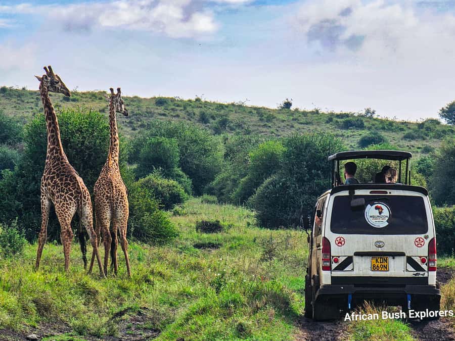 5-Hour Nairobi National Park 4x4 Safari with Free Pickup - What the open-roof 4x4 changes