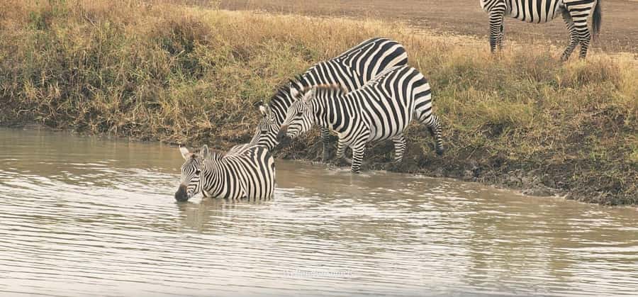 5-Hour Nairobi National Park 4x4 Safari with Free Pickup - The Ivory Burning Site and the park’s wider meaning