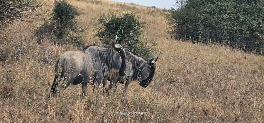 5-Hour Nairobi National Park 4x4 Safari with Free Pickup - Who should book this safari?