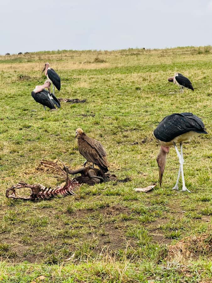 5-Hours Nairobi National Park Game Drive 4x4 Vehicle - Key points to know before booking