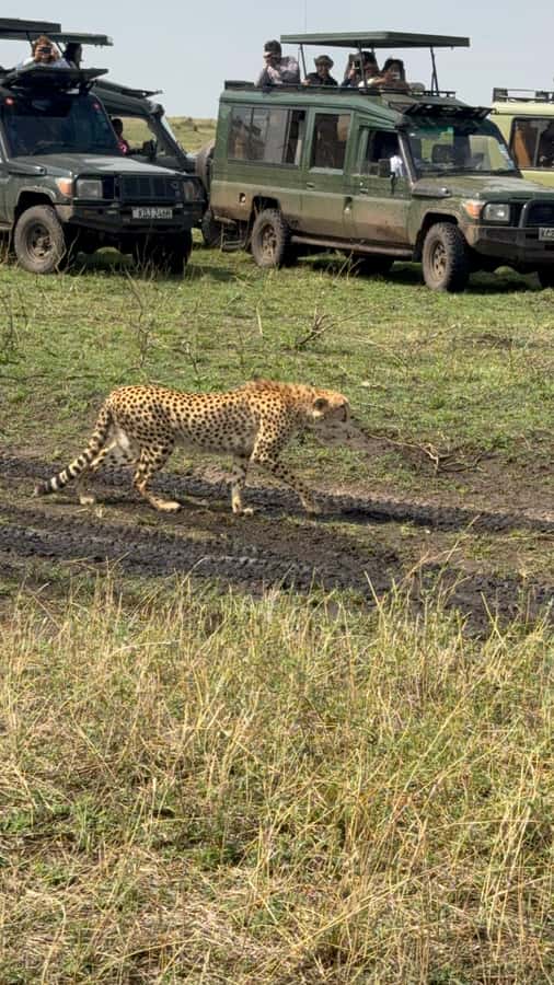 5-Hours Nairobi National Park Game Drive 4x4 Vehicle - A safari park beside Nairobi’s city center