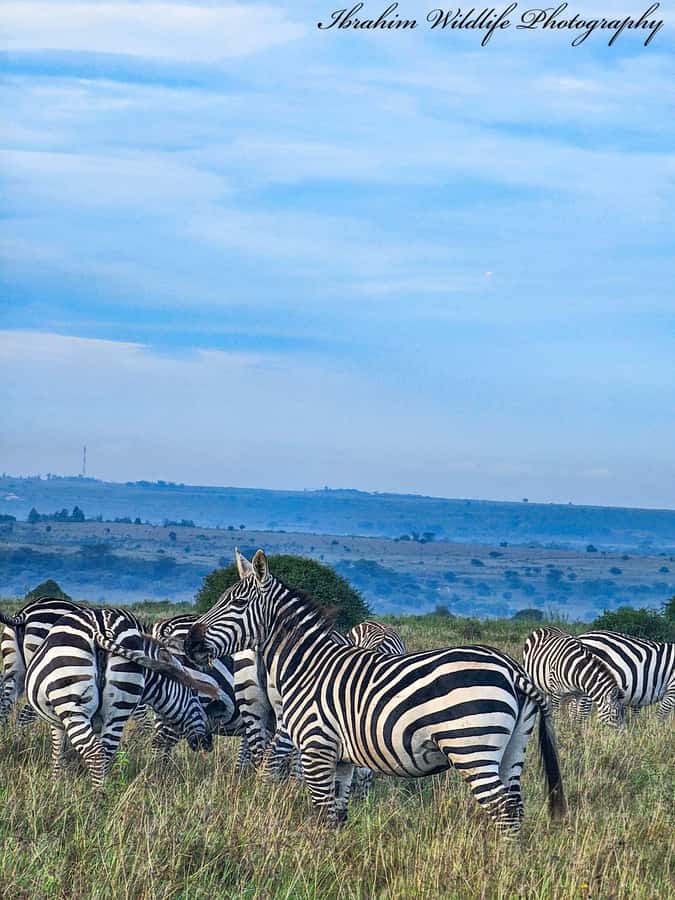 5-Hours Nairobi National Park Game Drive 4x4 Vehicle - Why the Nairobi skyline changes the experience