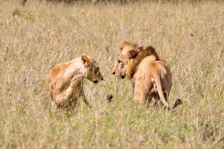 5-Hours Nairobi National Park Game Drive 4x4 Vehicle - What the $39 price really covers