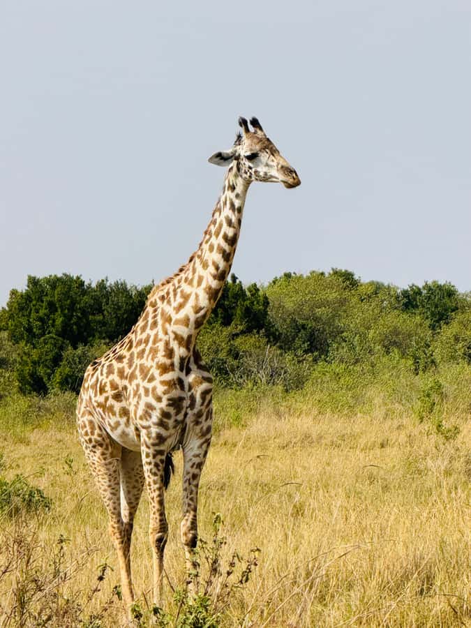 5-Hours Nairobi National Park Game Drive 4x4 Vehicle - Private groups and timing