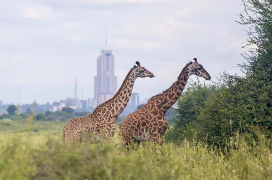 5-Hours Nairobi National Park Game Drive 4x4 Vehicle - Who will get the most from this outing