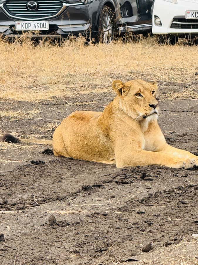 5-Hours Nairobi National Park Game Drive 4x4 Vehicle - Practical preparation for the open-roof vehicle