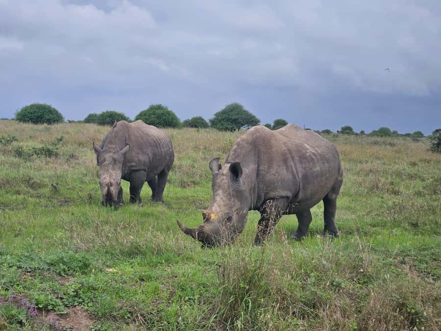 5 Hours Nairobi National Park Game Drive Tour 4x4 Open Roof - A safari park on Nairobi’s doorstep