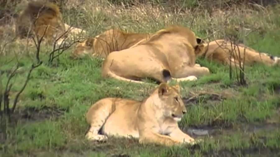5 Hours Nairobi National Park Game Drive Tour 4x4 Open Roof - Looking for lions, rhinos, and big cats
