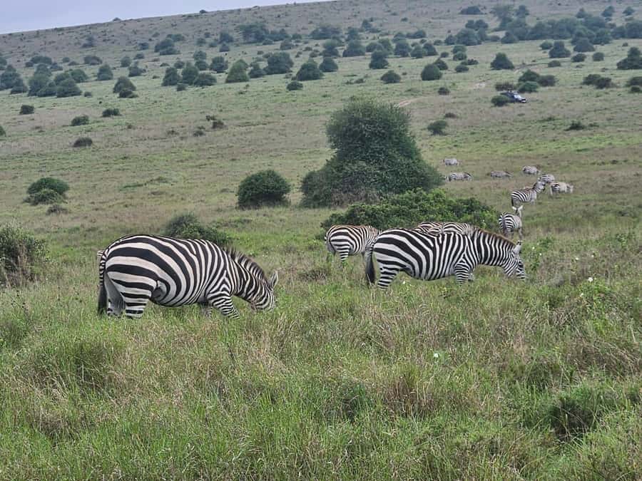 5 Hours Nairobi National Park Game Drive Tour 4x4 Open Roof - Why elephants are not part of this safari