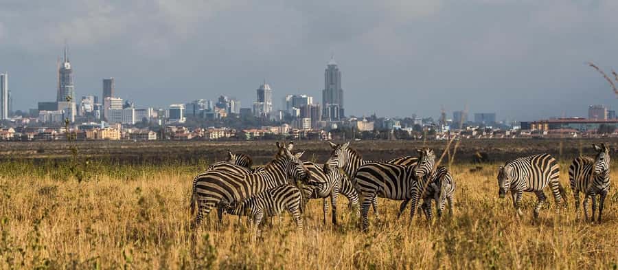 5 Hours Nairobi National Park Game Drive Tour 4x4 Open Roof - The open-roof 4x4 and guide service