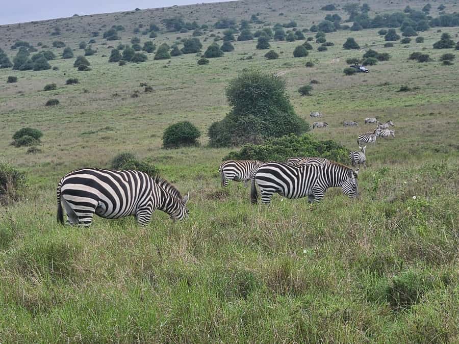 5 Hours Nairobi National Park Game Drive Tour 4x4 Open Roof - The real price: $80 plus the park fee