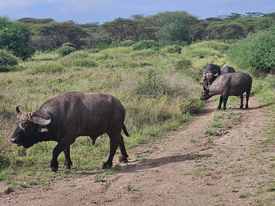 5 Hours Nairobi National Park Game Drive Tour 4x4 Open Roof - Kobe Beads, the elephant center, and the Giraffe Center