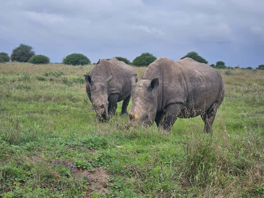 5 Hours Nairobi National Park Game Drive Tour 4x4 Open Roof - Who should book this Nairobi safari