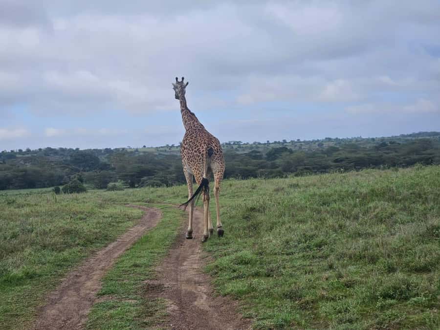 5 Hours Nairobi National Park Game Drive Tour 4x4 Open Roof - Three ecosystems across a compact park