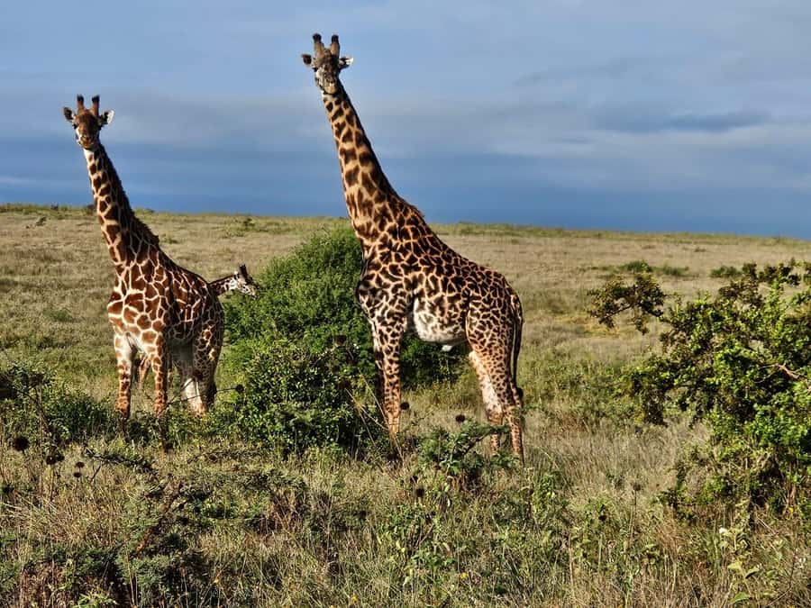 5Hrs Nairobi National Park MorningEvening Gamedrive 4x4 Van - What the $80 price includes, and what it does not